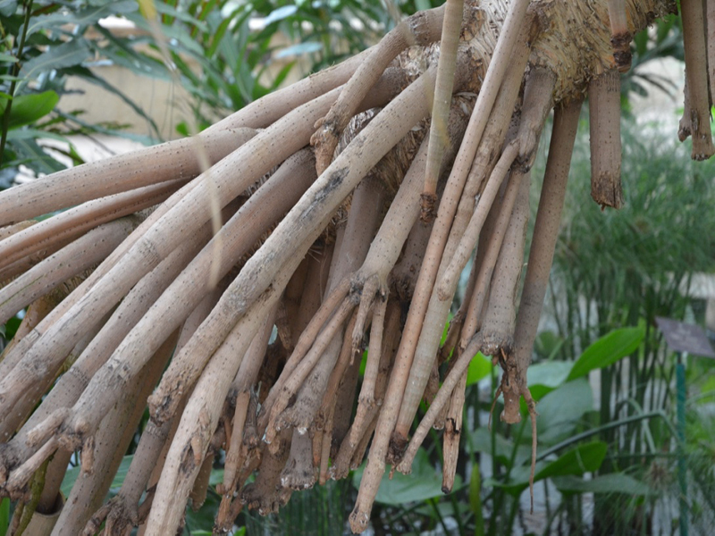 Pandanus sanderi, arial roots, Queen Sirikit Botanic Garden, Mae Rim District, Chiang Mai Province, Thailand.
