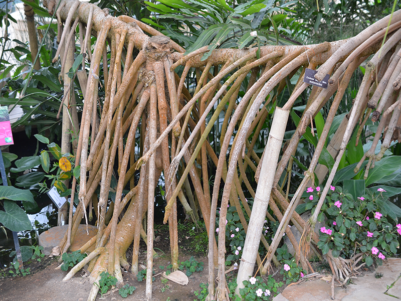 Pandanus sanderi, stem, Queen Sirikit Botanic Garden, Mae Rim District, Chiang Mai Province, Thailand.