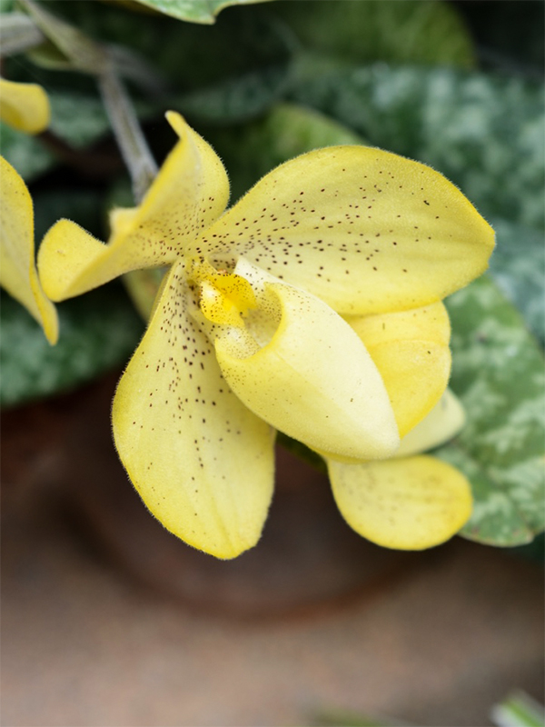 Paphiopedilum species, Flower