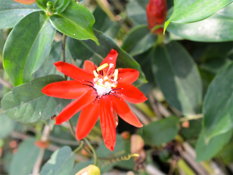 Passiflora species, Flower