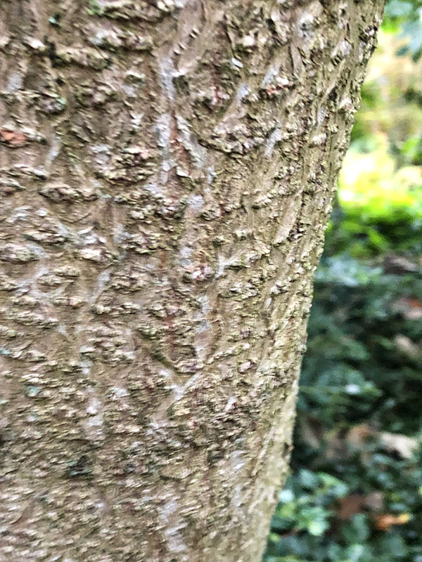 Paulownia kawakamii, bark. Chelsea Physic Garden, London, United Kingdom.