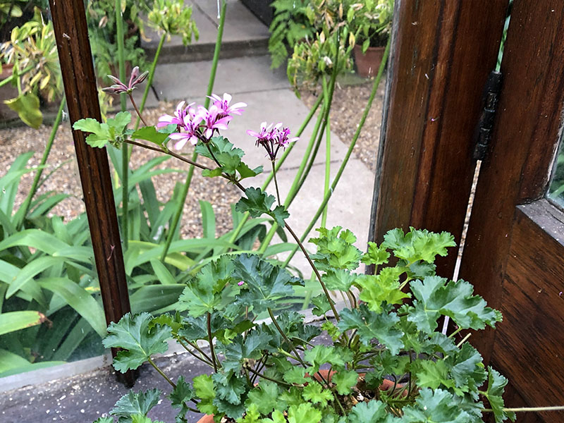 Pelargonium 'Deerwood Lavender Lass', form. Chelsea Physic Garden, London, United Kingdom.