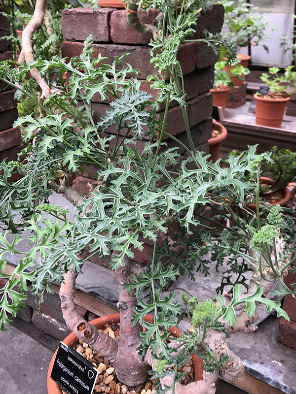 Pelargonium carnosum, form. Chelsea Physic Garden, London, United Kingdom.