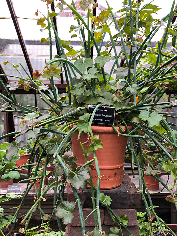 Pelargonium tetragonum, form. Chelsea Physic Garden, London, United Kingdom.