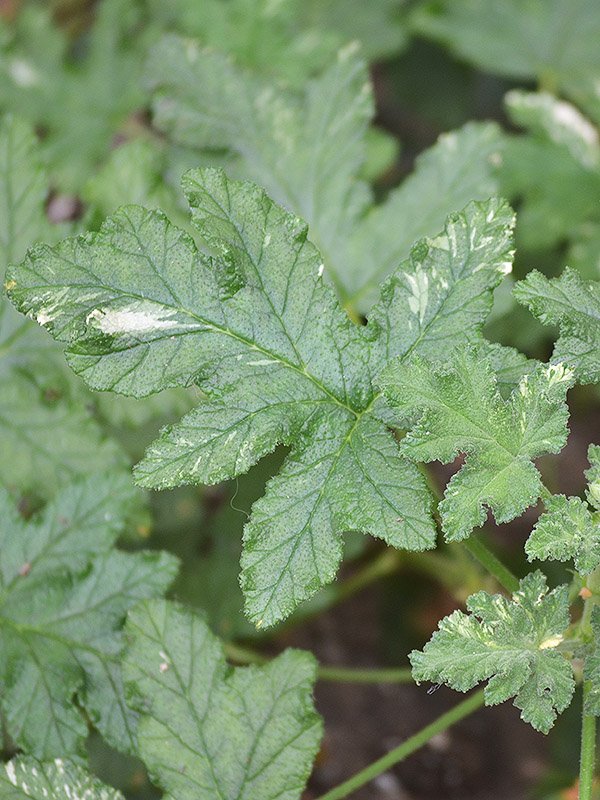 Pelargonium-variegated-oak-lf.jpg