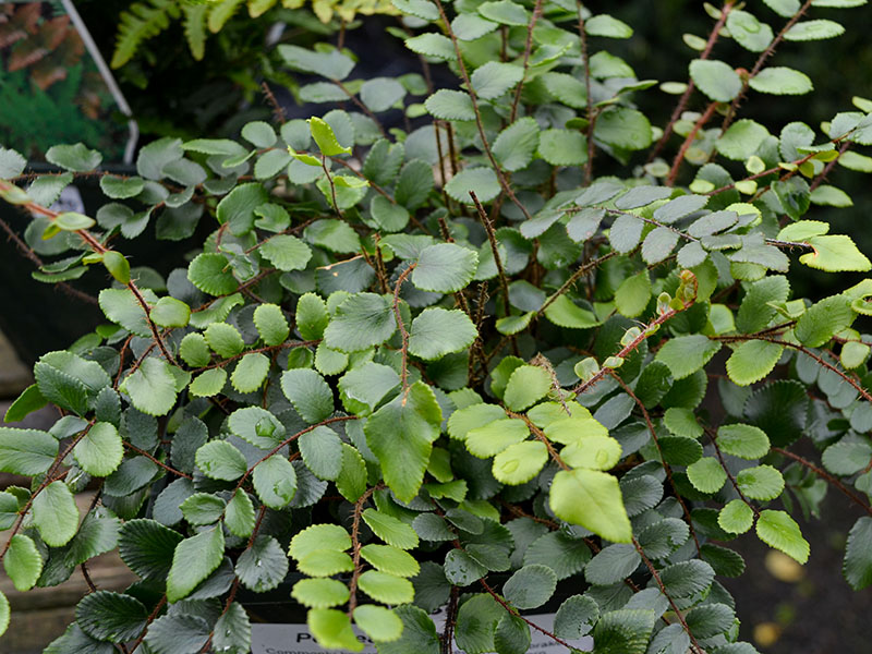 Pellaea rotundifolia, form. Hestercombe Gardens, Taunton, England.