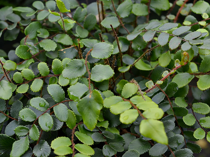 Pellaea rotundifolia, leaf. Hestercombe Gardens, Taunton, England.