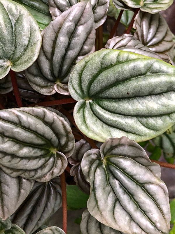 Peperomia grisoargentinis, leaf. Chelsea Physic Garden, London, United Kingdom.