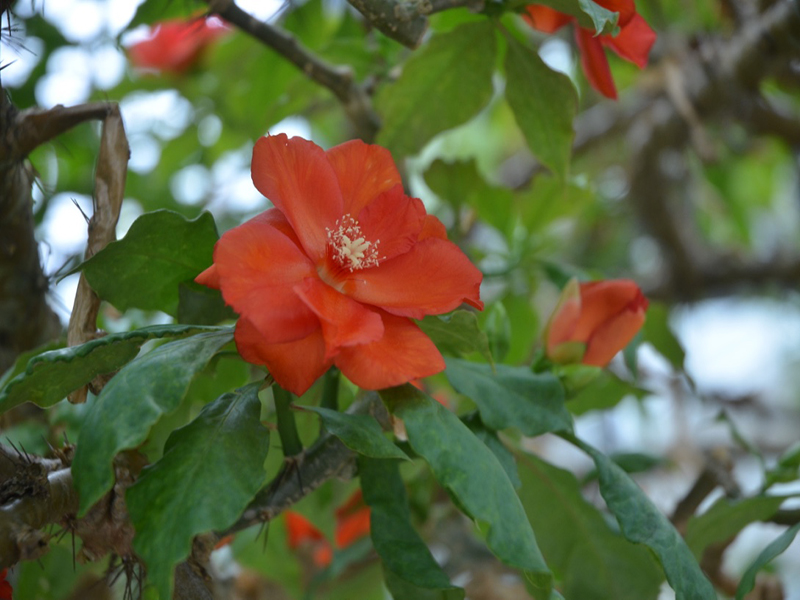 Pereskia bleo, flower, Queen Sirikit Botanic Garden, Mae Rim District, Chiang Mai Province, Thailand.
