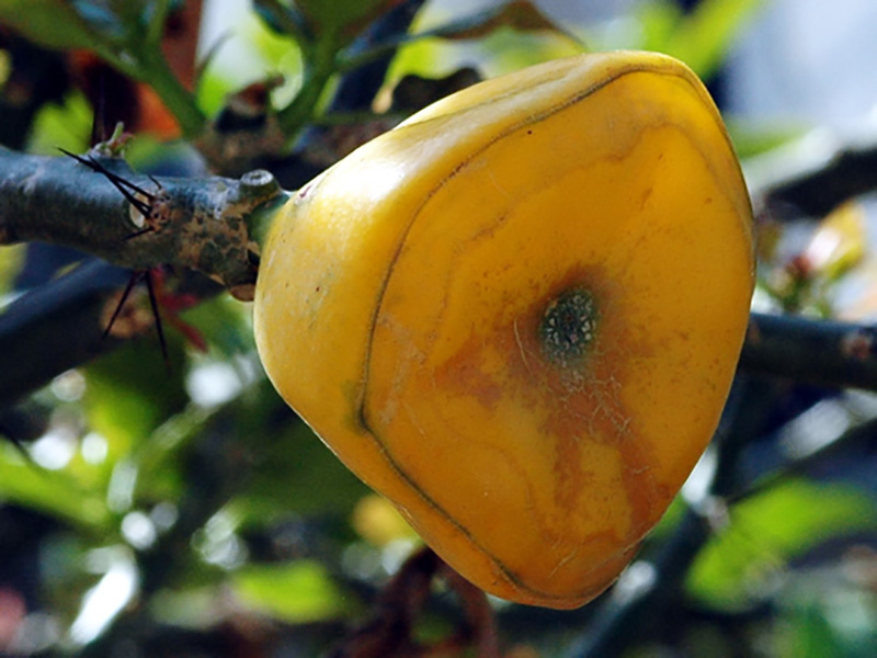 Pereskia bleo, fruit, Queen Sirikit Botanic Garden, Mae Rim District, Chiang Mai Province, Thailand.