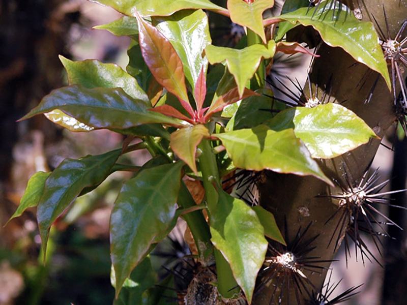 Pereskia bleo, leaf, Queen Sirikit Botanic Garden, Mae Rim District, Chiang Mai Province, Thailand.