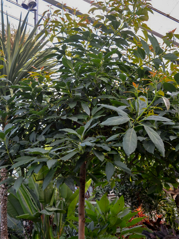 Persea americana Unknown Cultivar, Form.