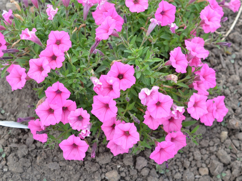 Petunia-Supertunia®-Hot-Pink-Charm-frm.jpg