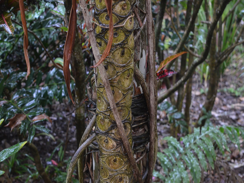 Philodendron 'Soledad', stem, Harry P. Leu Gardens, Orlando, Florida, United States of America.