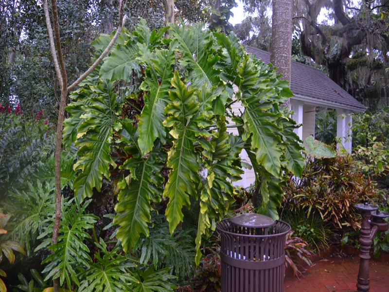 Philodendron 'Soledad', form, Harry P. Leu Gardens, Orlando, Florida, United States of America.