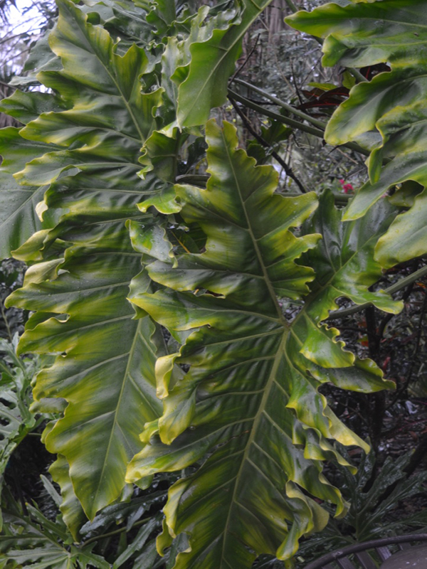 Philodendron 'Soledad', leaf, Harry P. Leu Gardens, Orlando, Florida, United States of America.