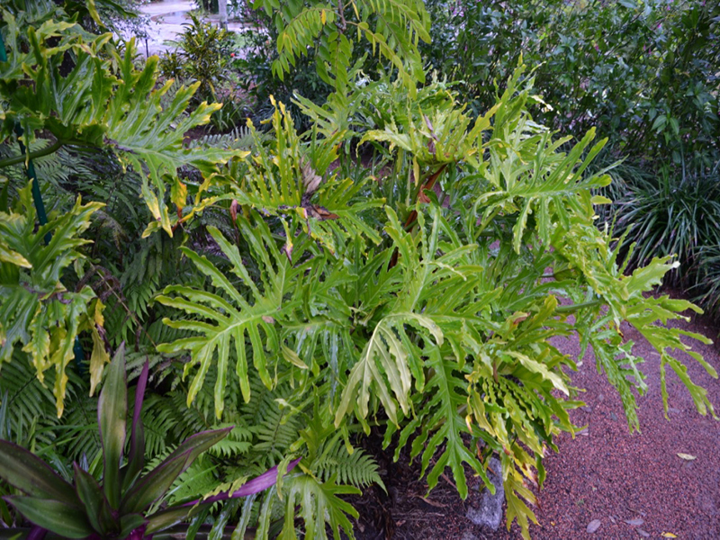 Philodendron bipinnatifidum 'Hope', form, Harry P. Leu Gardens, Orlando, Florida, United States of America.