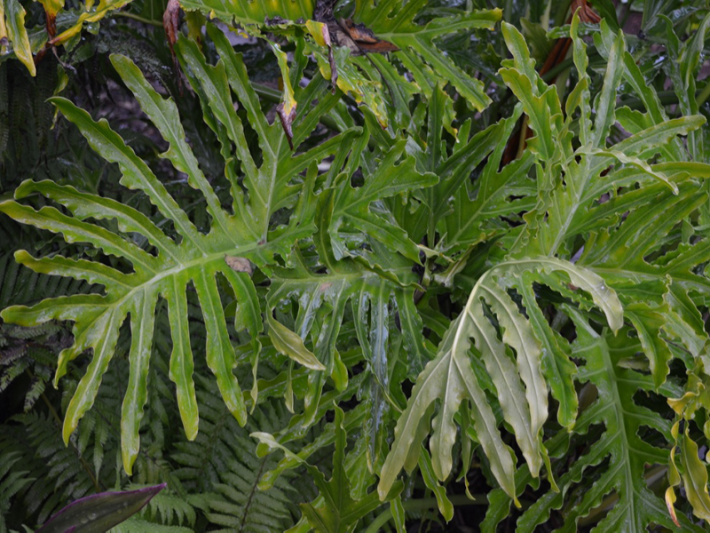 Philodendron bipinnatifidum 'Hope', leaf, Harry P. Leu Gardens, Orlando, Florida, United States of America.