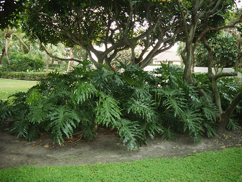 Philodendron bipinnatifidum, form. Morikami Museum and Japanese Gardens, Delray Beach, Florida, United States of America.