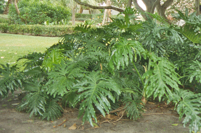 Philodendron selloum, Form.