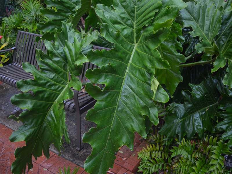 Philodendron 'Evansii', leaf, Harry P. Leu Gardens, Orlando, Florida, United States of America.