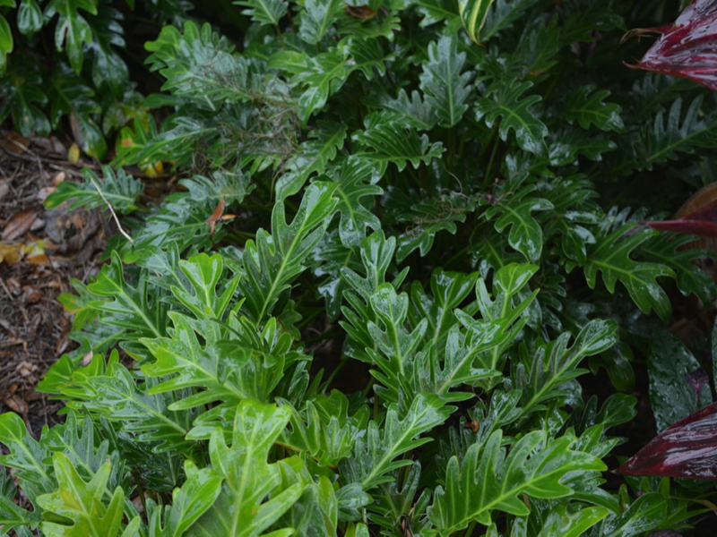 Philodendron-xanadu-hpl-frm1.jpg