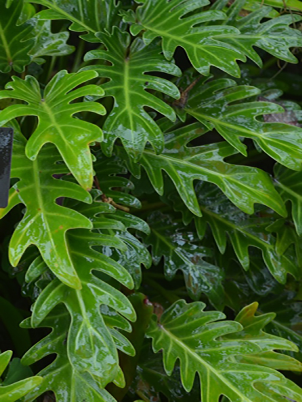 Philodendron  'Xanadu', leaf, Harry P. Leu Gardens, Orlando, Florida, United States of America.