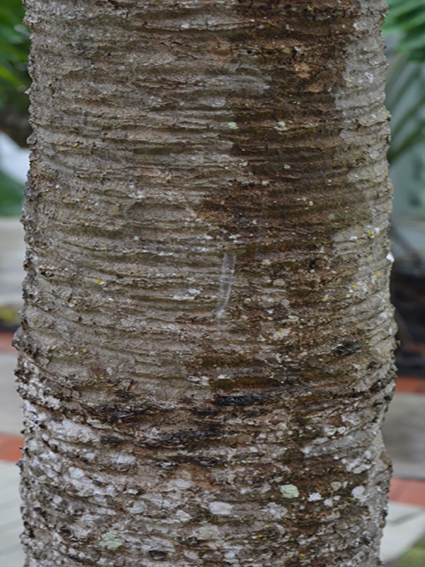 Phoenix rupicola x roebelenii, bark, Harry P. Leu Gardens, Orlando, Florida, United States of America.