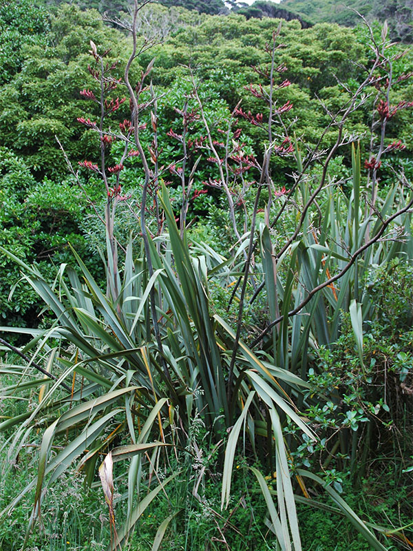 Photographed growing on North Island, New Zealand.