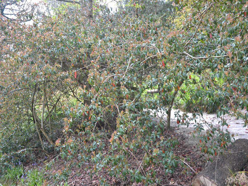 Photinia davidiana var. undulata prostrata, form2. National Trust Trelissick Garden, Feock, near Truro, Cornwall, United Kingdom.