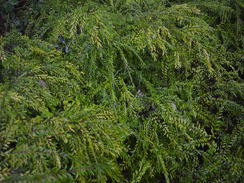 Phyllanthus myrtitelius, form, Harry P. Leu Gardens, Orlando, Florida, United States of America.