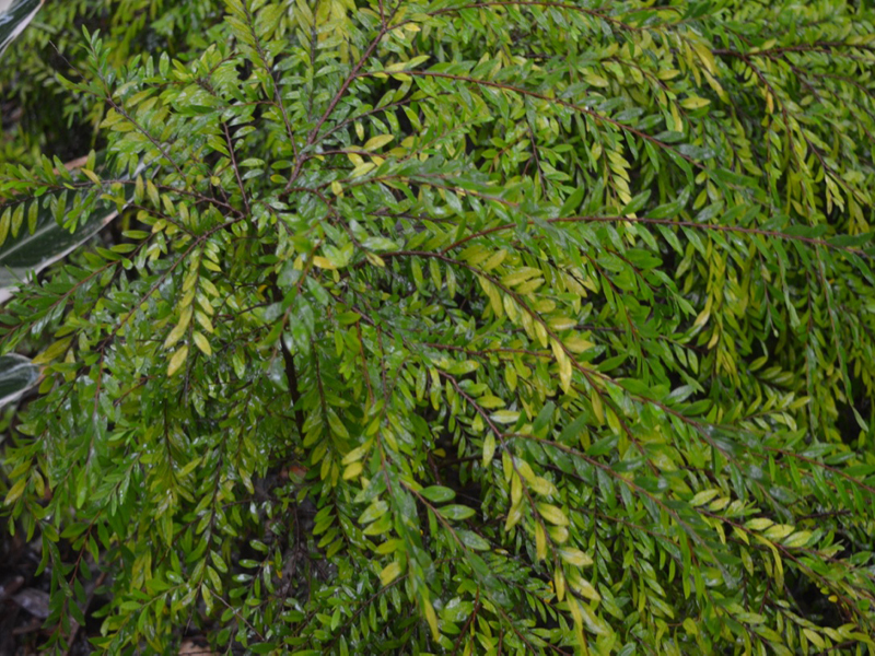 Phyllanthus myrtitelius, leaf, Harry P. Leu Gardens, Orlando, Florida, United States of America.