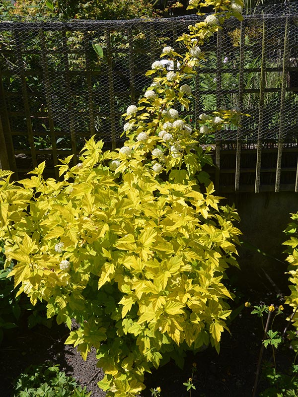 Physocarpus-Darts-Gold-ac-frm-2.jpg
