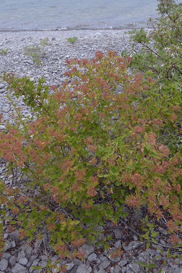 Physocarpus opulifolius, form. 