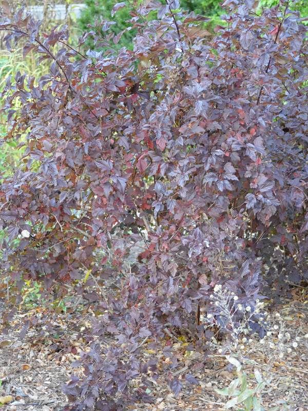 Physocarpus-opulifolius-Mindia-RBG-frm-1.JPG