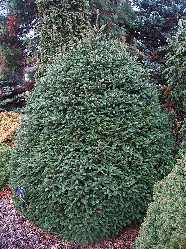 Picea-abies-Arnold-Dwarf-frm.jpg
