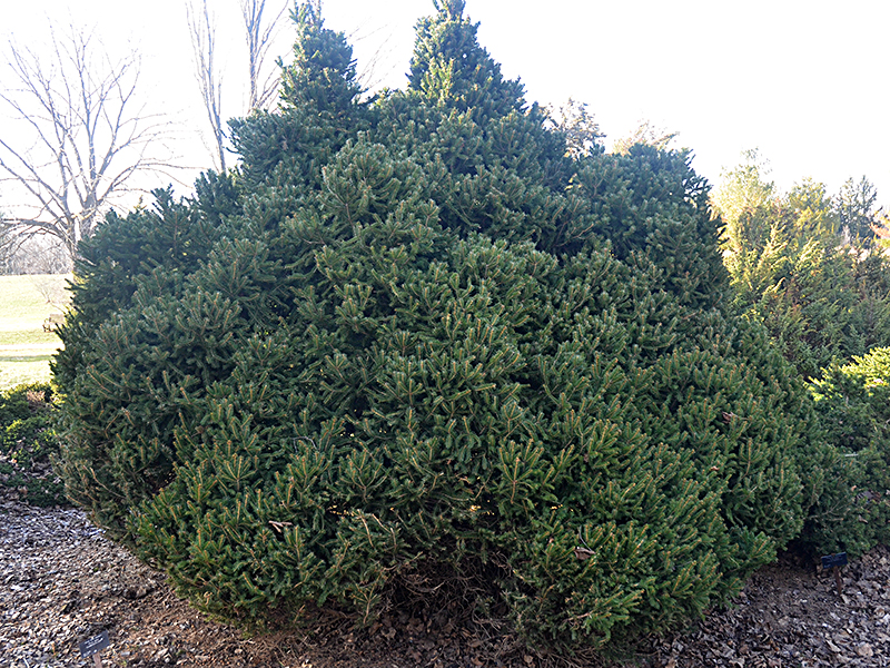 Picea-abies-Clanbrassiliana-uofg-frm.jpg
