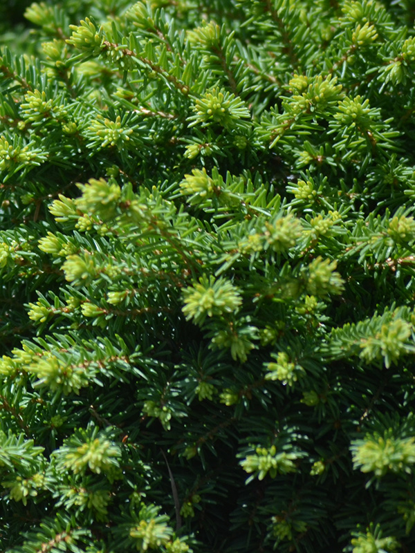 Picea-abies-Little-Gem-frm-1.jpg