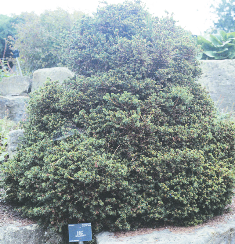Picea-abies-Pygmea-kew-form.jpg