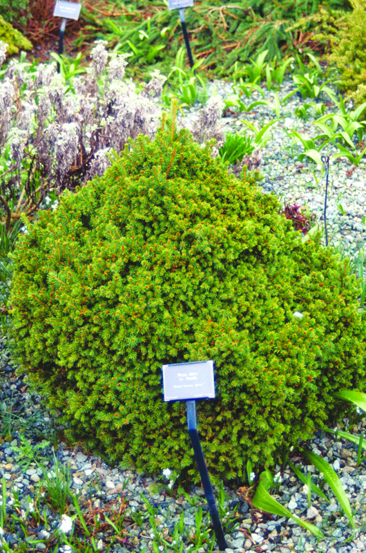 Picea-abies-pumila-Van-Dusen-form.jpg