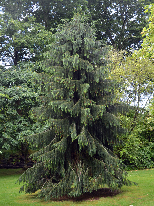 Picea breweriana (Brewer Spruce or Weeping Spruce)