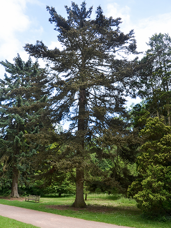 Picea jezoensis (Yezo Spruce,Jezo Spruce, Yeddo Spruce Ezo-matsu (Japanese), El’ ayanskya (Russian), Kamunbi namu (Korean), Yu liny un shan (Chinese))