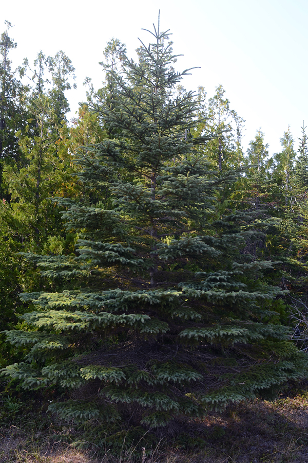 Picea mariana (Black Spruce)