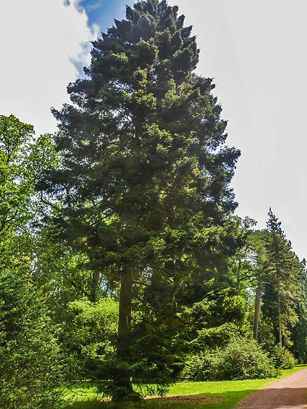Picea maximowiczii (Japanese Bush Spruce)