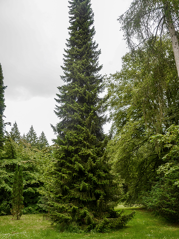 Picea omorika (Serbian Spruce)