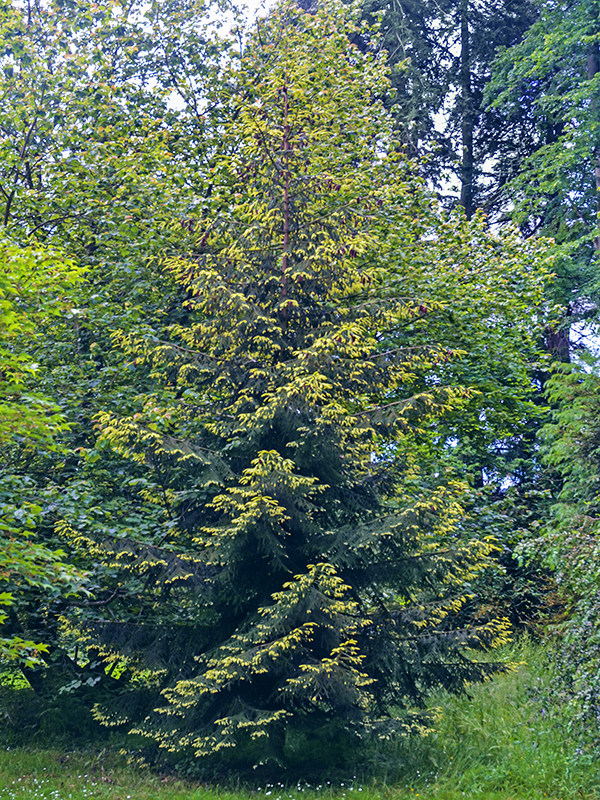 Picea-orientalis-Aurea-wbrt-frm.JPG