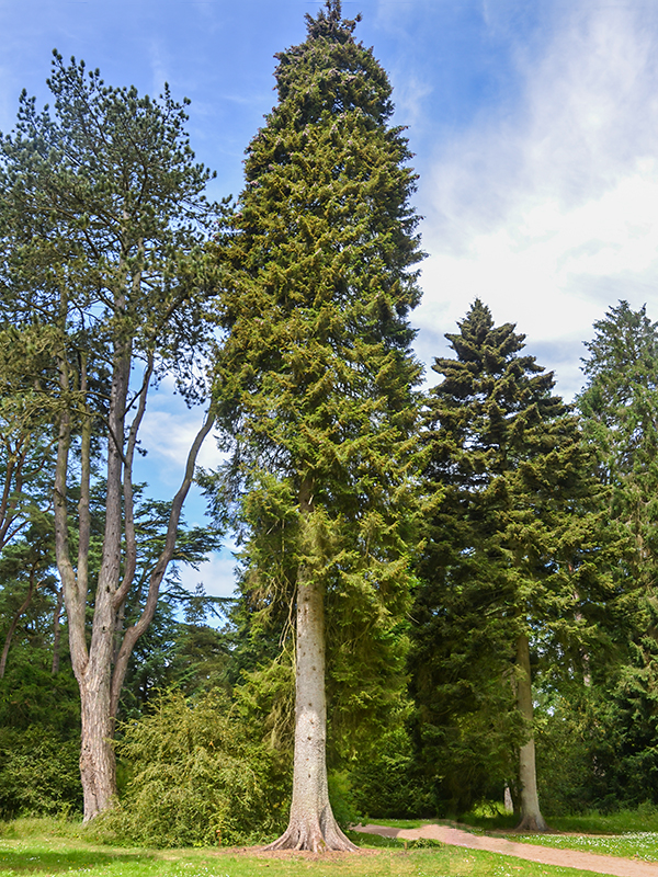 Picea orientalis (Oriental Spruce)