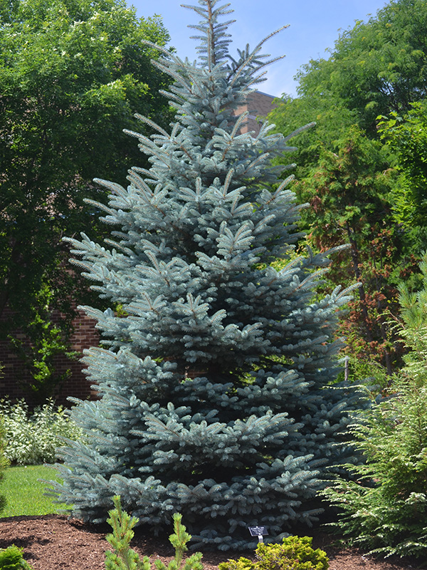Picea-pungens-Fa-tAlbert-frm-1.jpg