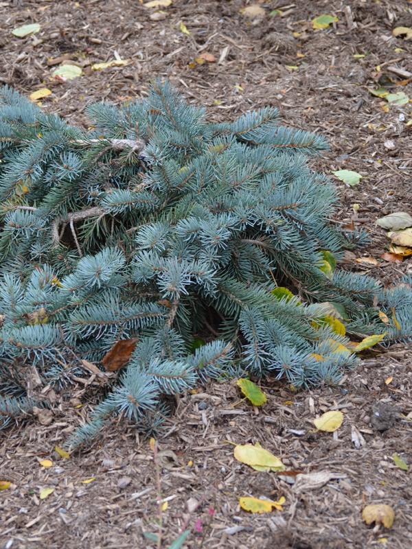 Picea-pungens-Glauca-Procumbens-RBG-frm-1.JPG