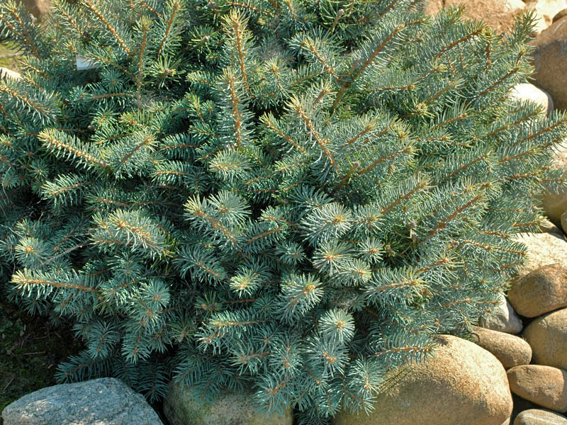 Picea-pungens-Stanley-Dwarf-form.jpg